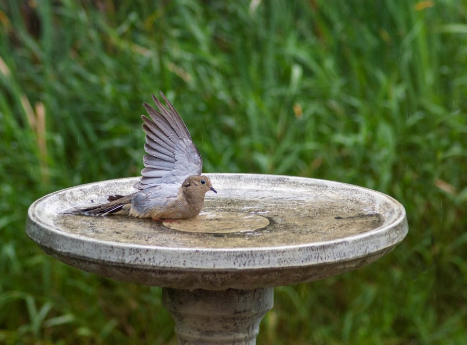 dove washing