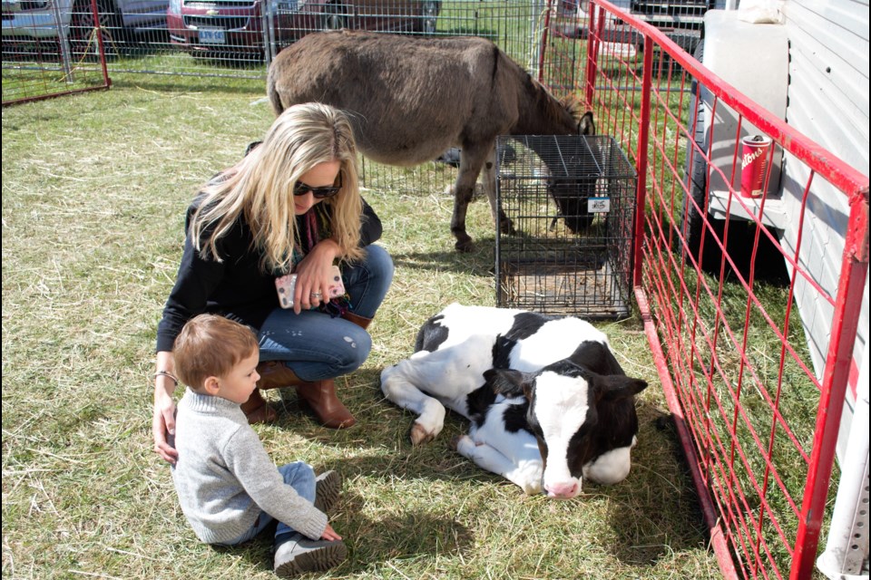 Leanne Konings urges her son, Cameron Konings, 2, to pet a calf at the petting zoo at the Great Northern Exhibition on Saturday. Jessica Owen/CollingwoodToday