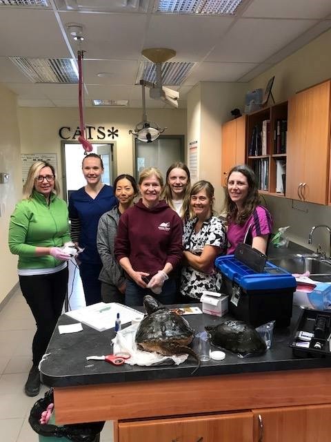 The staff of Mountain Vista Veterinary Hospital received training and supplies from the Ontario Turtle Conservation Centre to help equip the hospital as an official Turtle Trauma intake centre. Submitted photo 