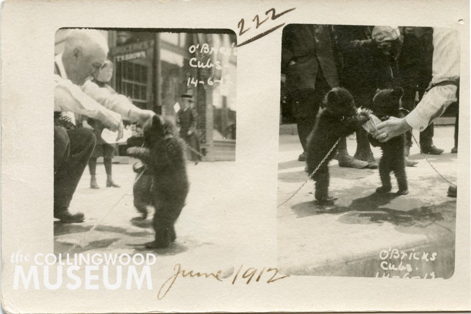 The original two photographs in the museum's collection showing Robert W. O’Brien's bear cubs. Huron Institute 222; Collingwood Museum Collection X970.903.1.