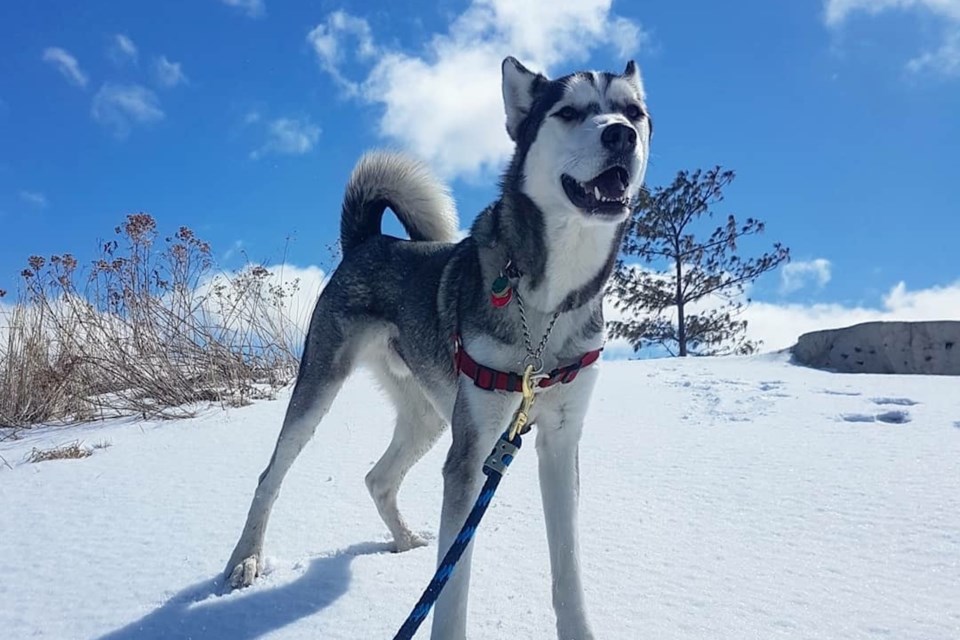 Siberian Husky, named Fionn, is a Canine blood donor.