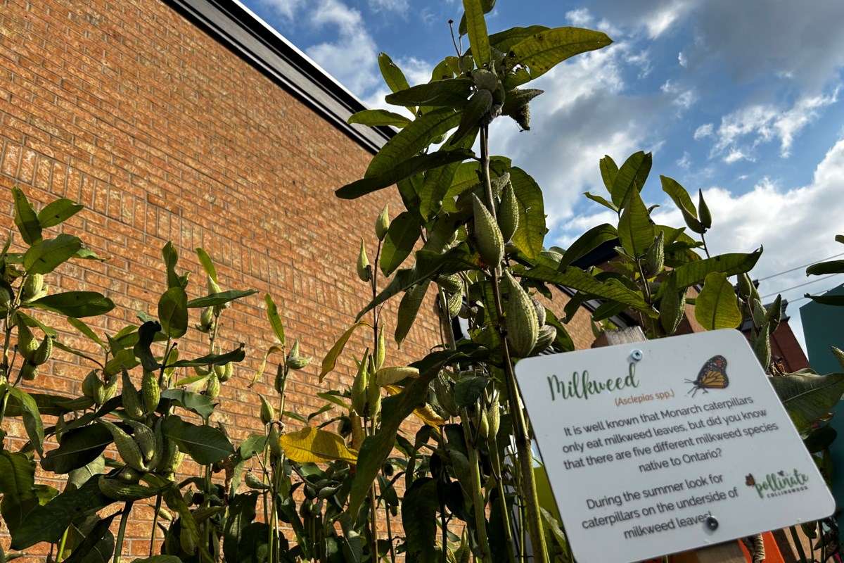 700 trees and 81 gardens planted and Canopy Collingwood program continues