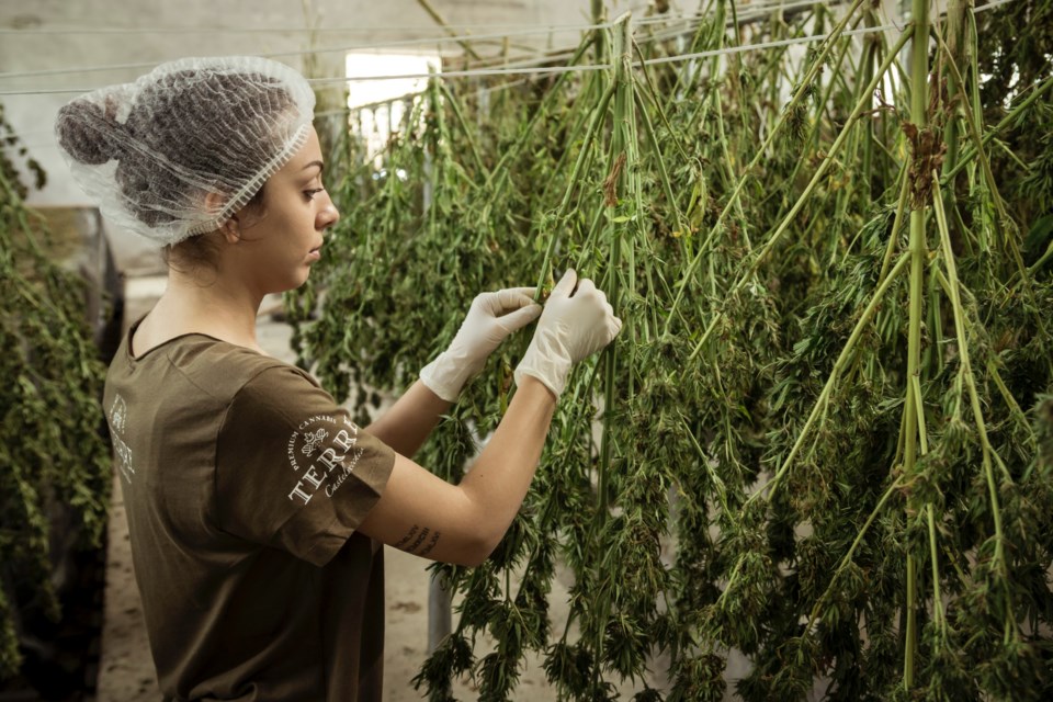 2021_03_05 Cannabis production_stock_JG