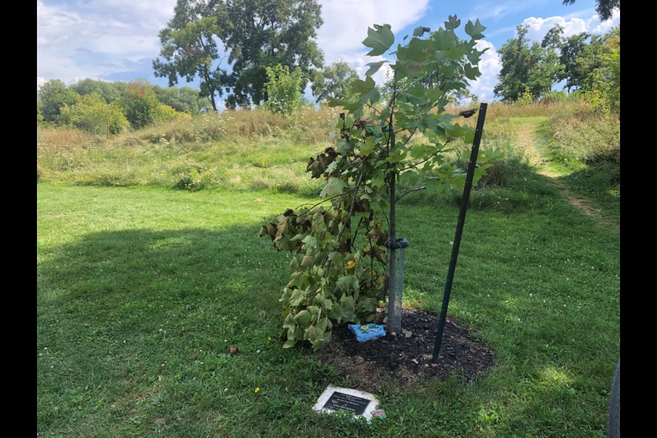 This tulip tree was planted in 2021 and dedicated to Don Shepperd in a ceremony by his family on Aug. 13, 2021. It was found destroyed on Aug. 15, 2022.
