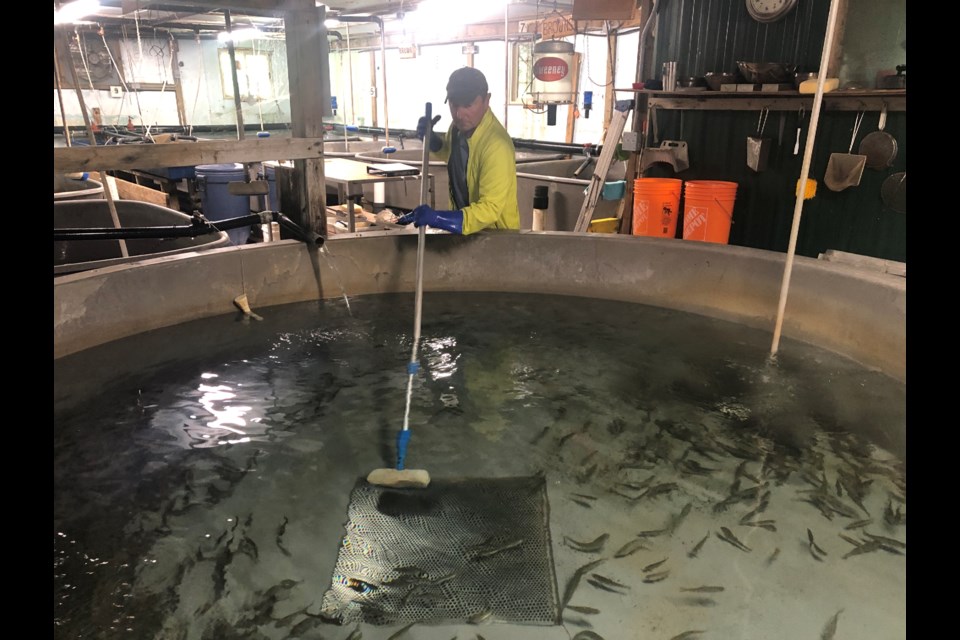 Nick Alfano sweeps one of the rearing tanks at the fish hatchery, one of the jobs required of the volunteers. 