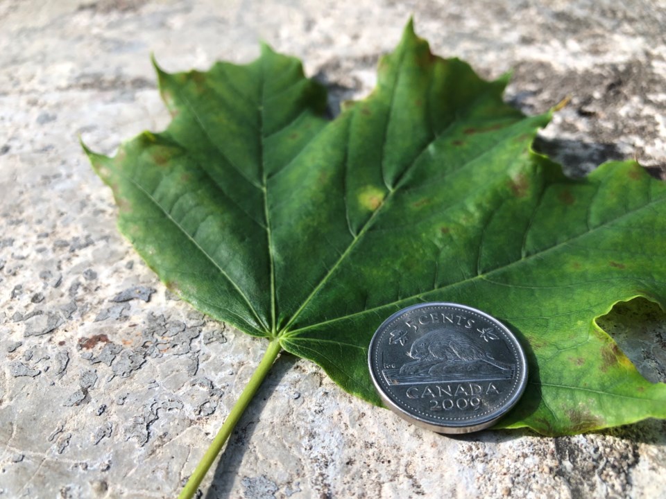 Nickel and leaf