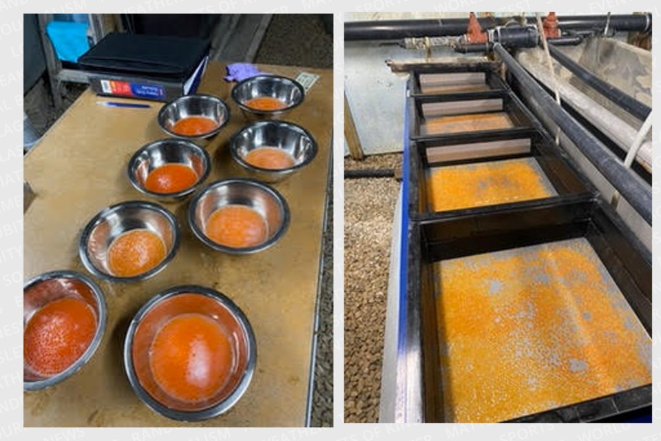 Preparing rainbow trout eggs and milk for fertilization and putting them into trays for hatching. 