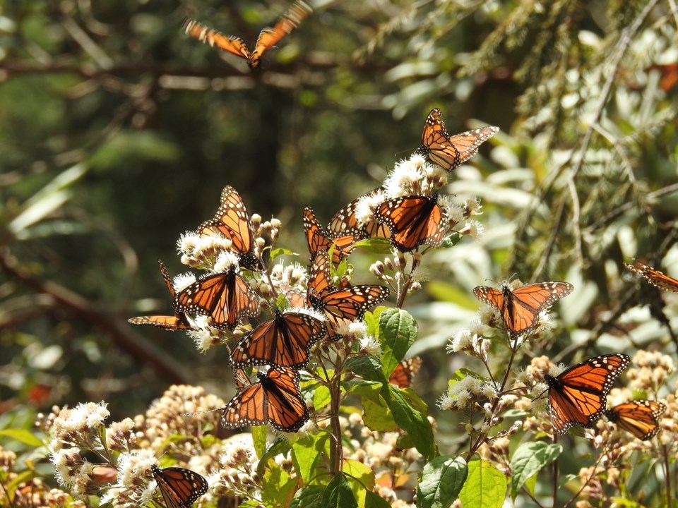 Monarchs