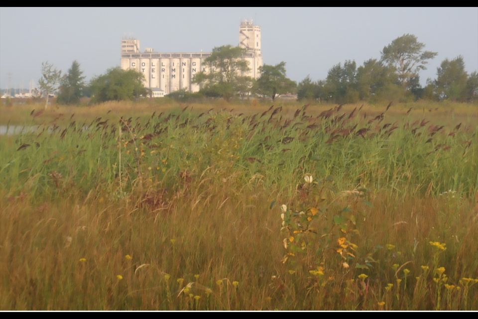 Phragmites on the Collingwood shoreline. Photo from watershed trust.ca 