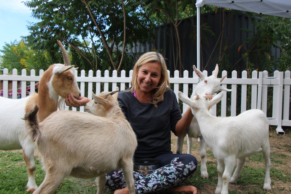 Suzanne Chiasson runs Goat Yoga classes just outside of Collingwood. Maddie Johnson for CollingwoodToday