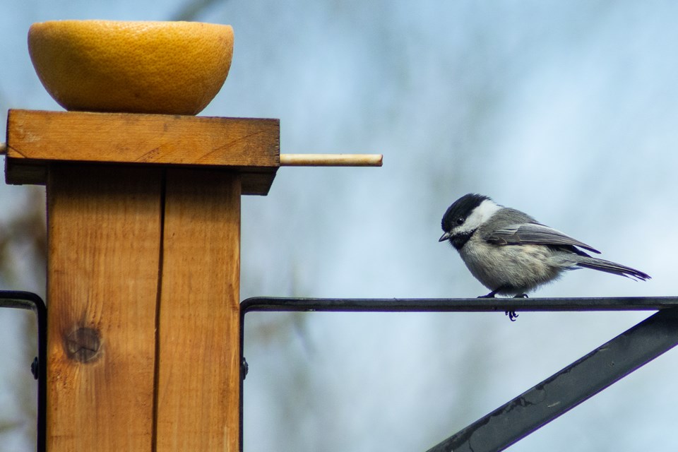 A compact chickadee with his black cap perches on a fence in a Collingwood backyard. Photo by Jon Vopni