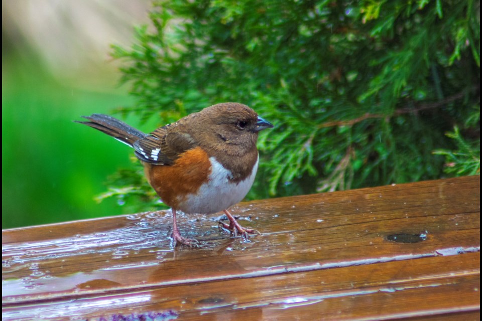 The Eastern Towhee is a rare sight in this part of Ontario, as they tend to keep more south and east of here. Photo contributed by Jon Vopni