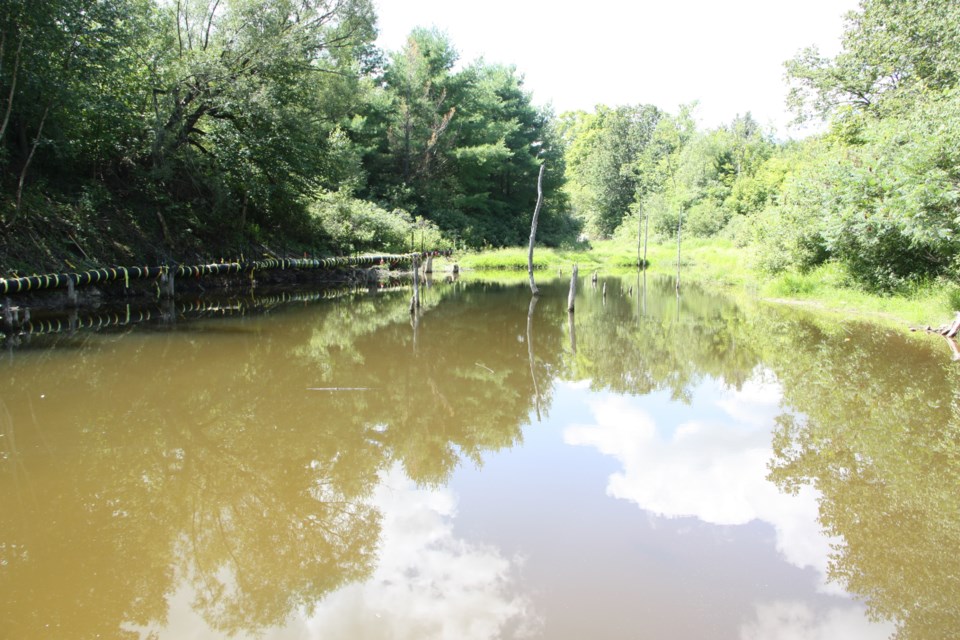 Before: The pond created by a dam that stops part of Black Ash Creek on Blue Mountain. This photo was taken in August. Erika Engel/CollingwoodToday