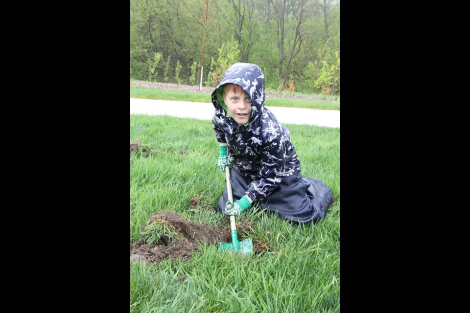 This little volunteer digs a hole to make room for a new sapling at Harbourview Park. Erika Engel/CollingwoodToday