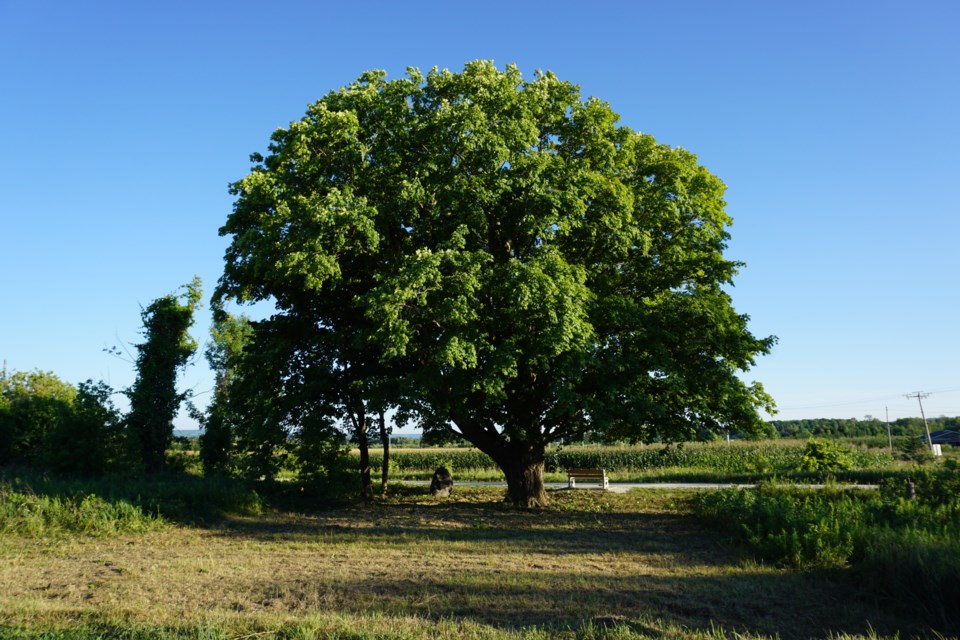 2020_08_01 Tree Trust After_3_JG