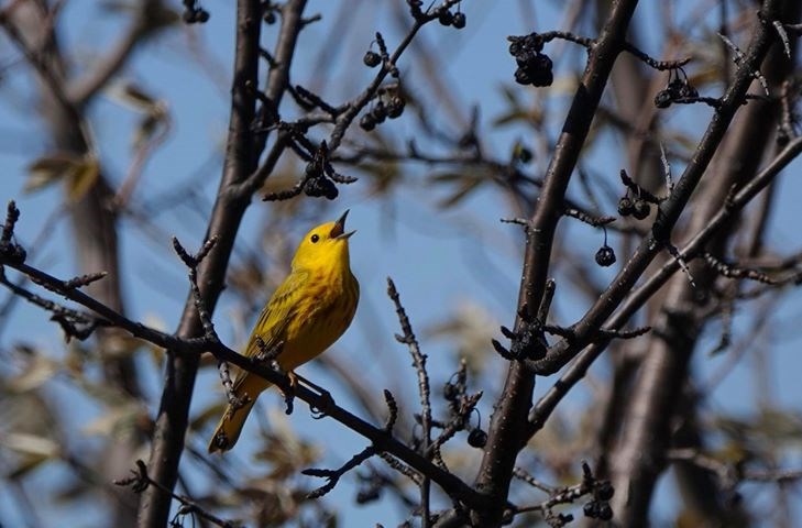 This warbler was spotted near White's Bay trail. Photo contributed by Edward Brooks