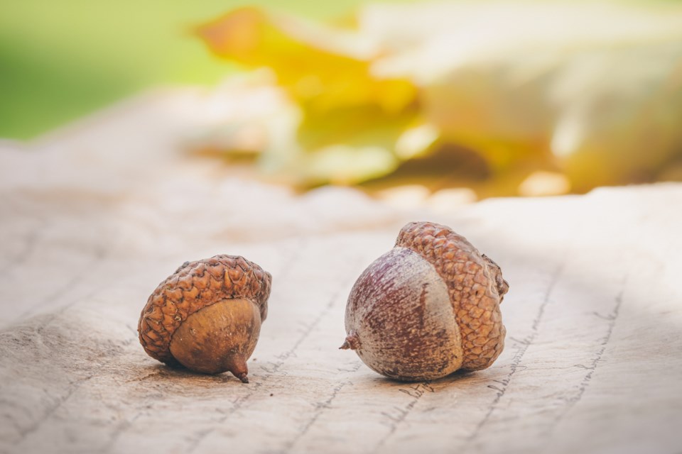 The humble acorn, a staple fall food for many wild animals, is scarce this year - a ripple effect of the infestation of spongy moth caterpillars in 2020 and 2021.