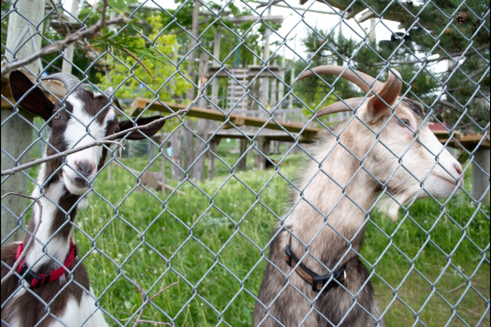 Lottie, left and Woody are the elder goats Blue Mountain Resort has employed to mow the lawns at the Woodlot. Jessica Owen/ CollingwoodToday