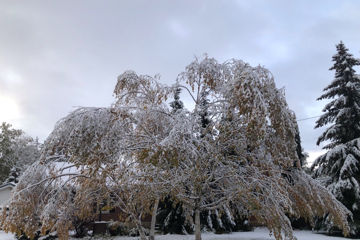 Good morning, Collingwood! Collingwood News