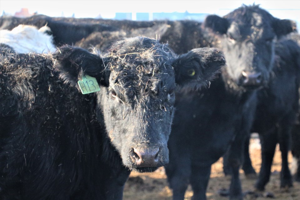 cows - livestock yard