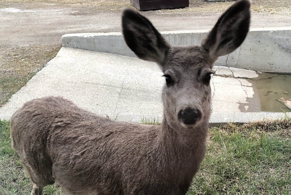 dcdeer