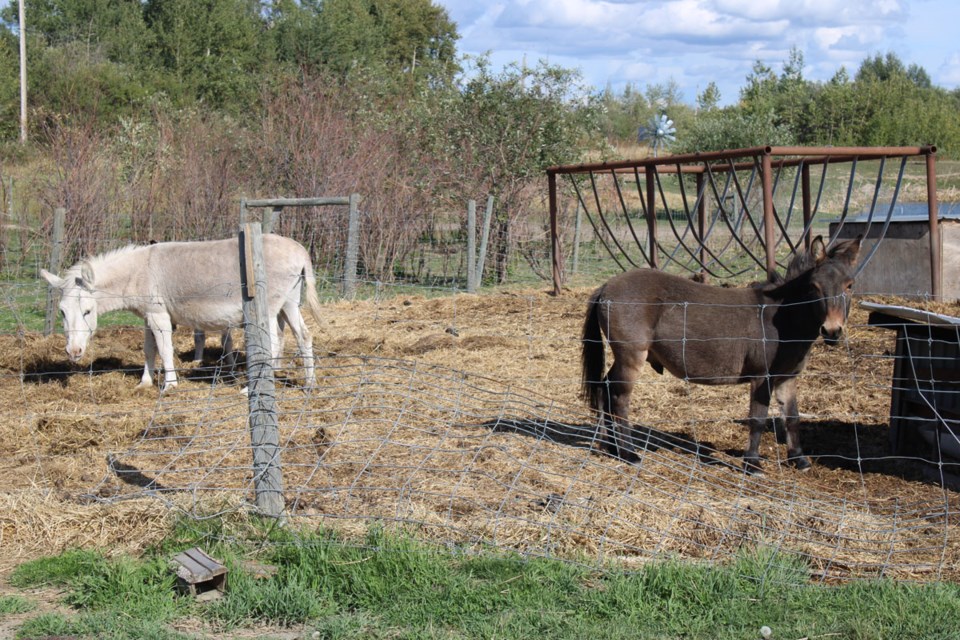 donkeys