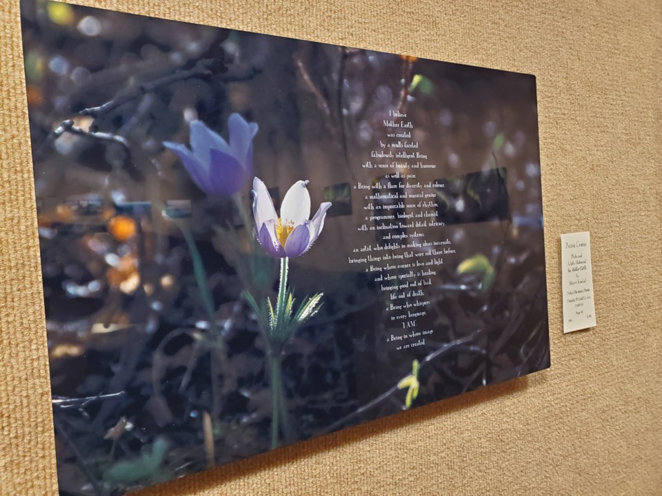 crocuses