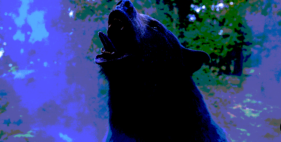 dccocainebear