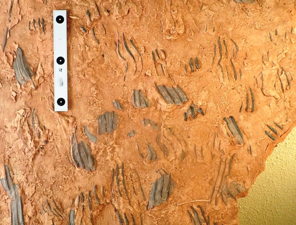 croc-swim-traces