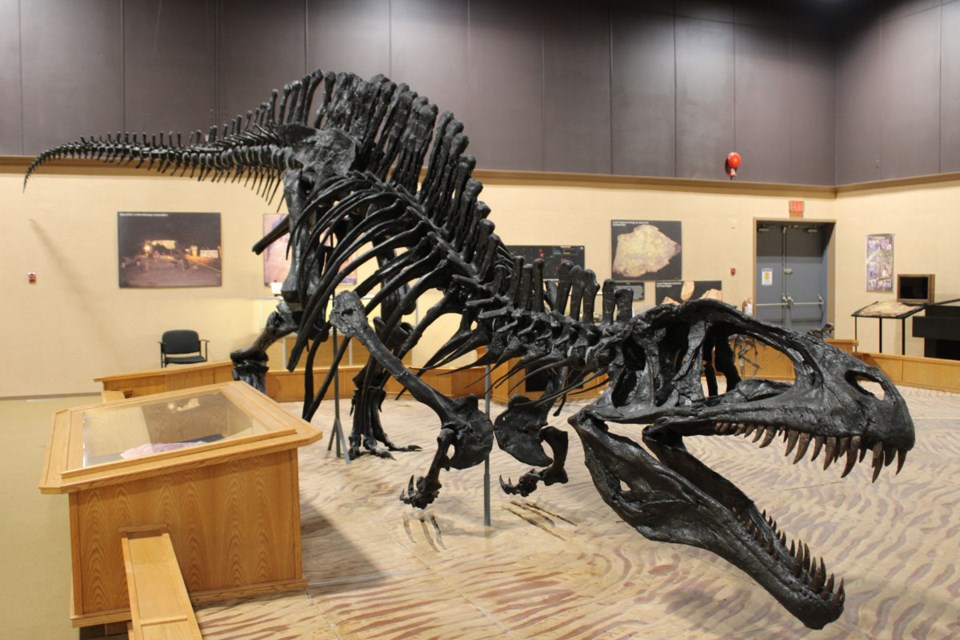 A replica of a Torvosaurus, just one part of the rich prehistoric findings in Tumbler Ridge - March 12