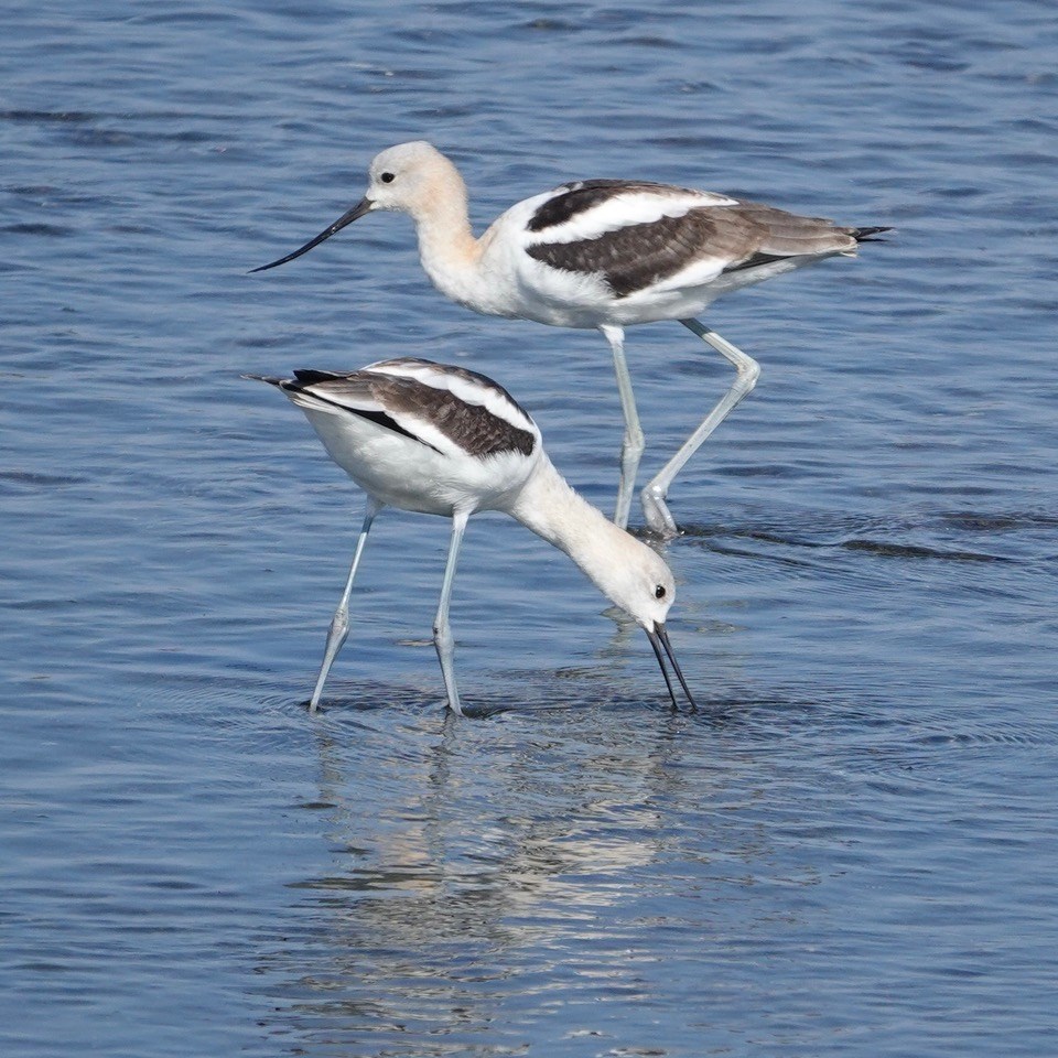 American Avocets on Boundary Bay