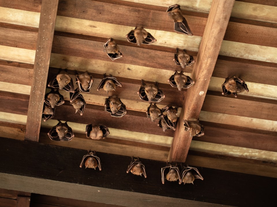 bats hanging from the rafters