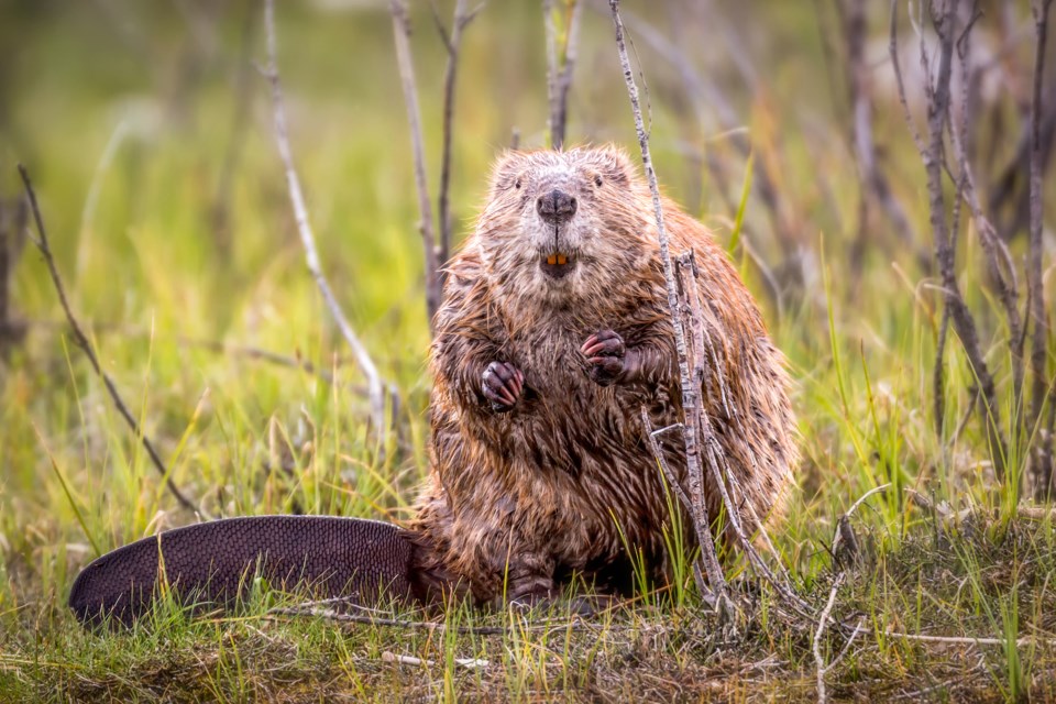 Beaver