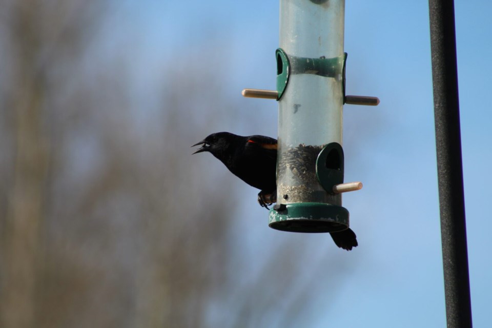 bird feeder