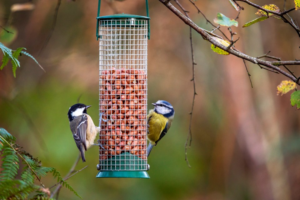 Bird feeders