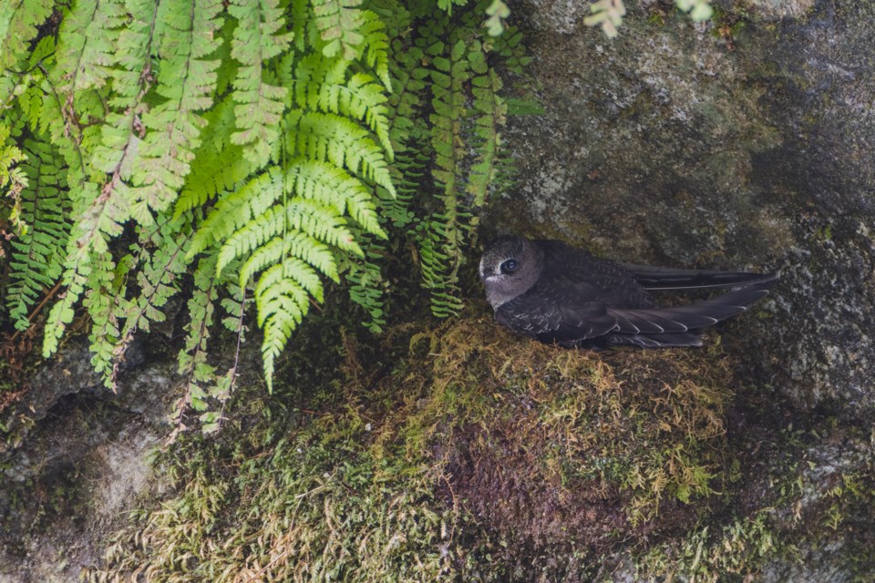 black-swift-nesting