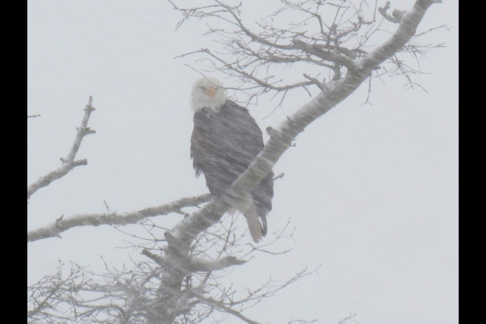 Bald Eagle on the 2022 Christmas Bird Count.