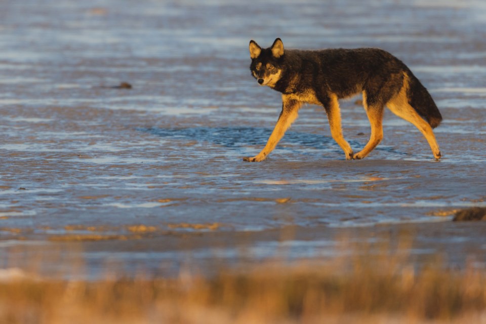 Coyote on the Mudflats