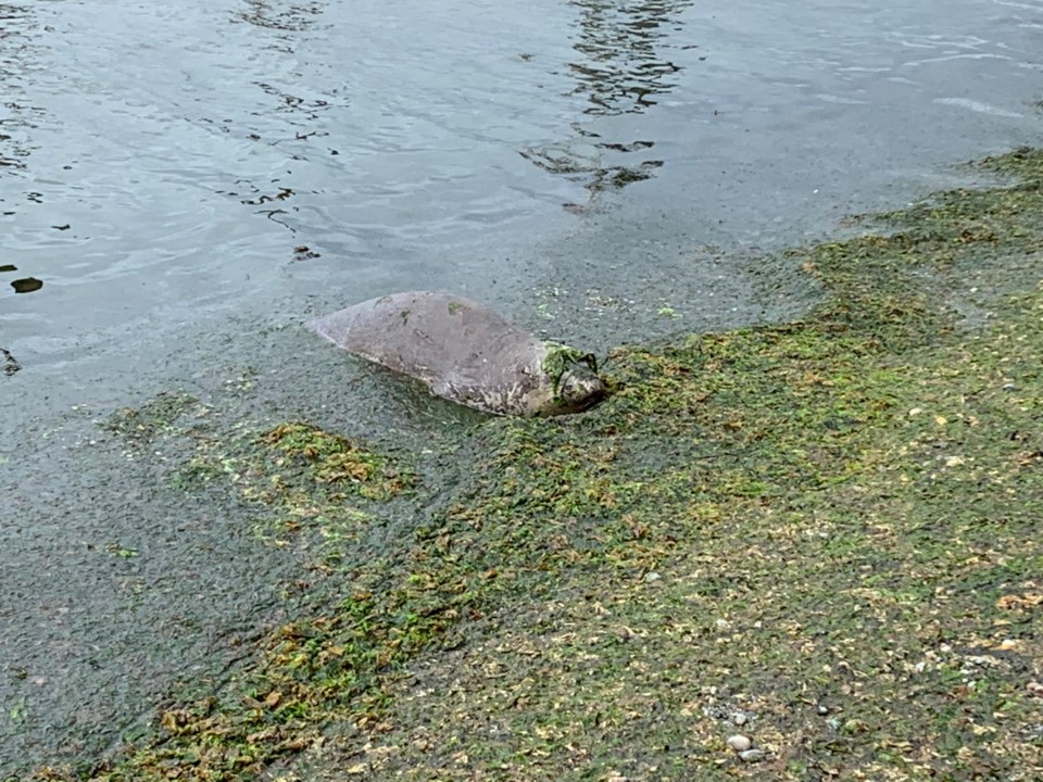 elephant seal