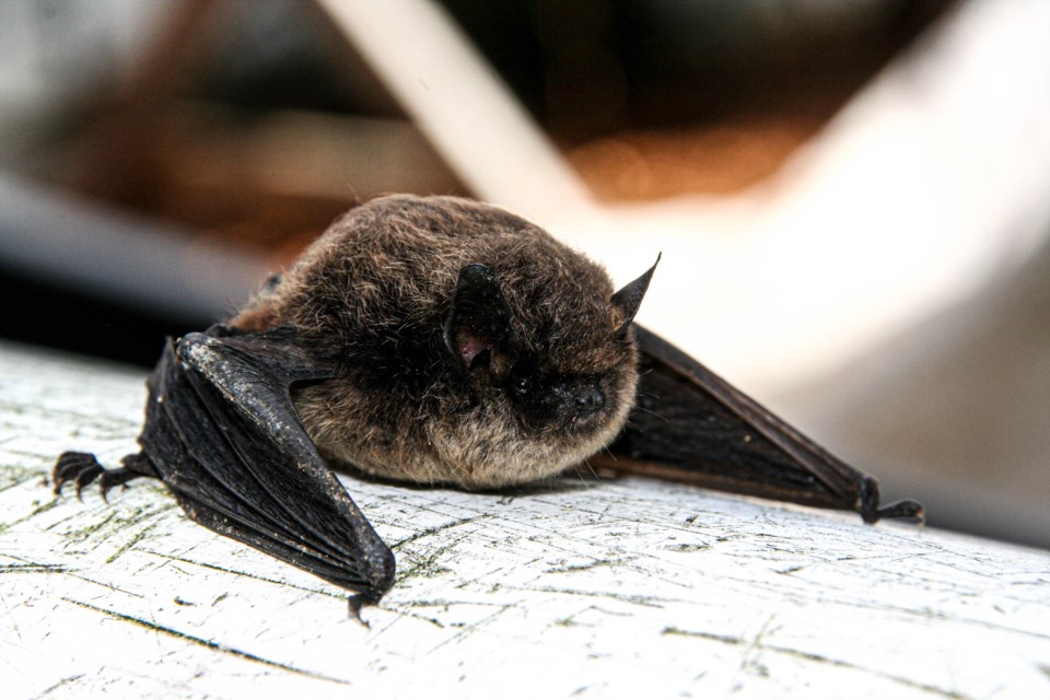 Four species of bats in buildings in BC - SCWP