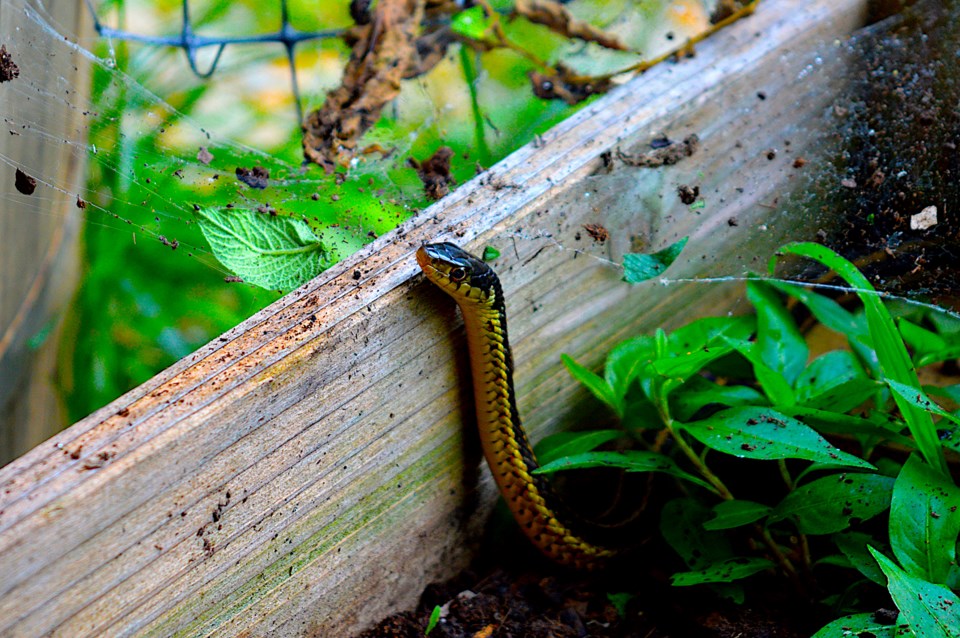 Garter snake