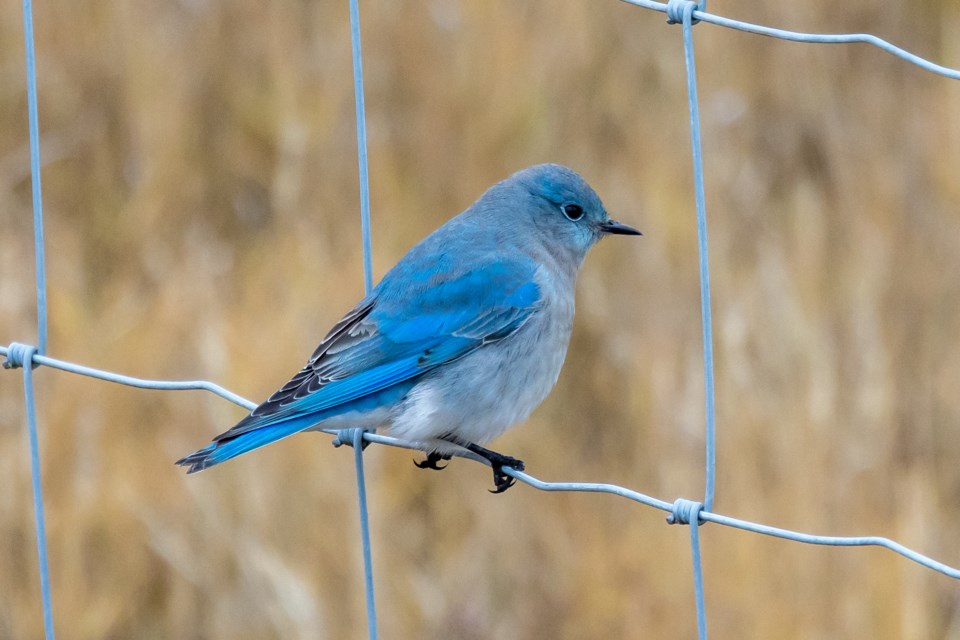 Mountain Bluebird at Kings Links by the Sea.
