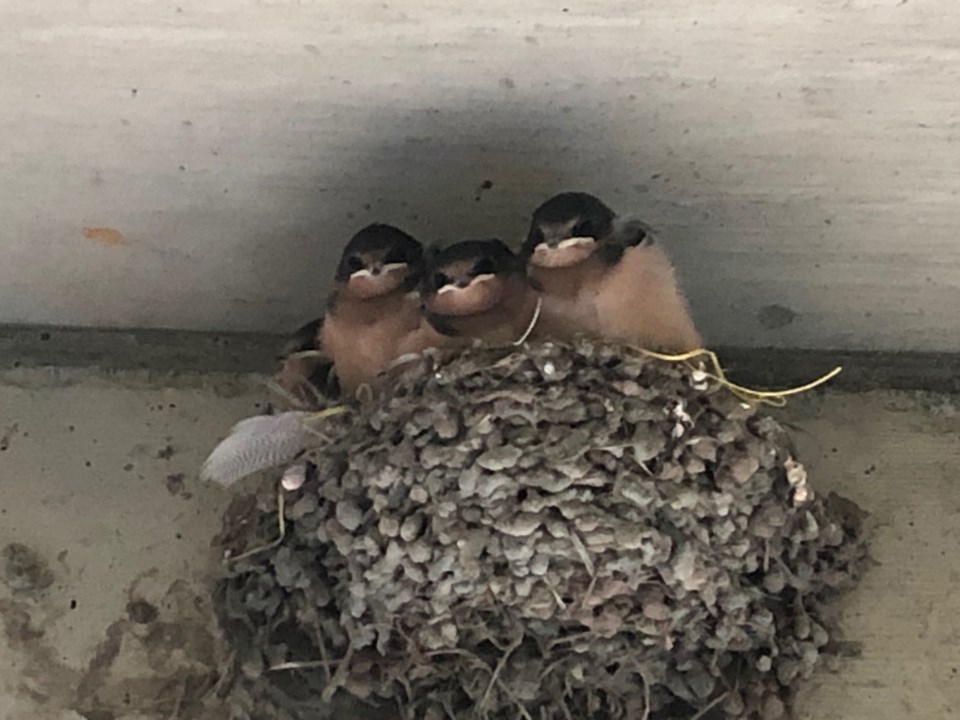 Nature notes Barn swallow chicks