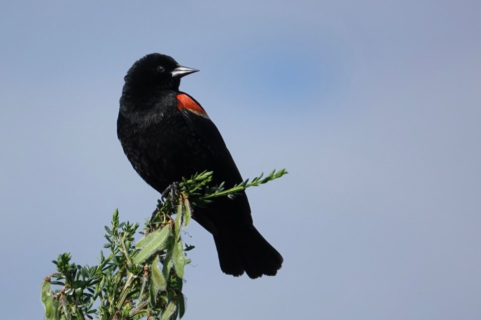 Red-winged blackbird