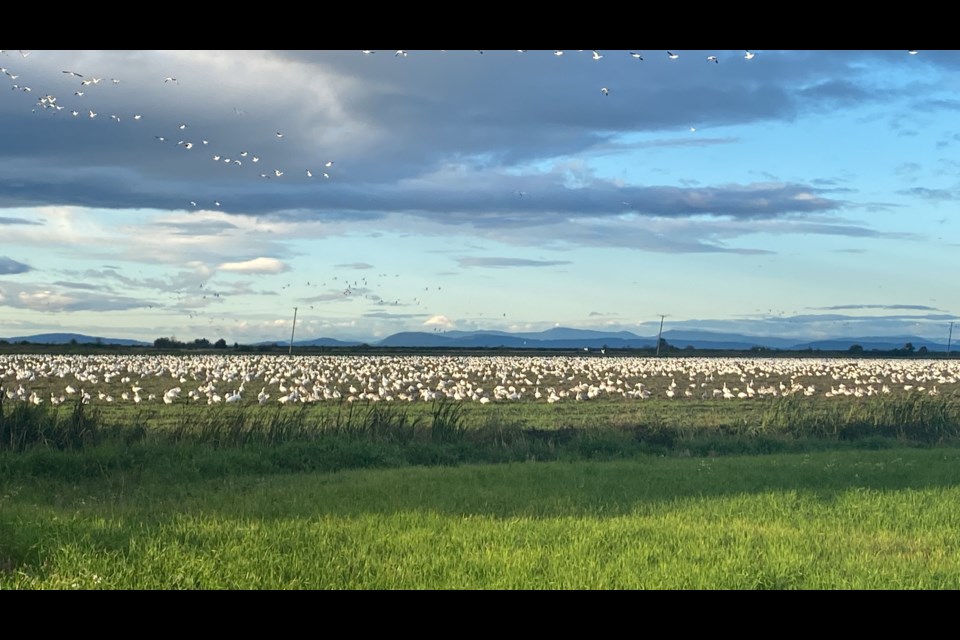 Snow Geese on Westham Island.