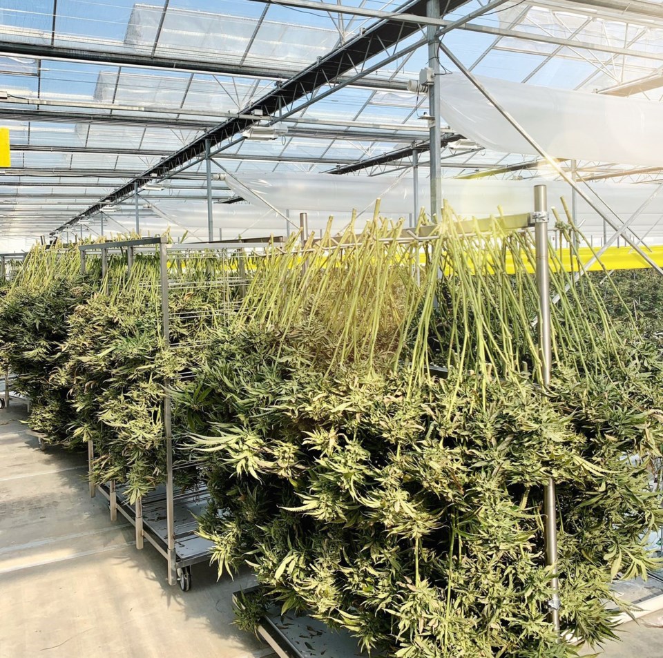 delta, bc agraflora cannabis greenhouse