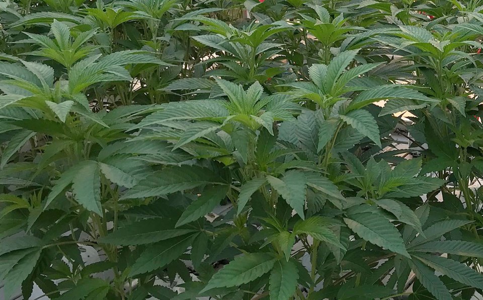 delta, bc cannabis greenhouses