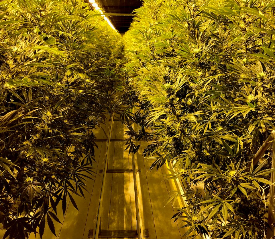 delta, bc cannabis growing greenhouse pure sunfarms
