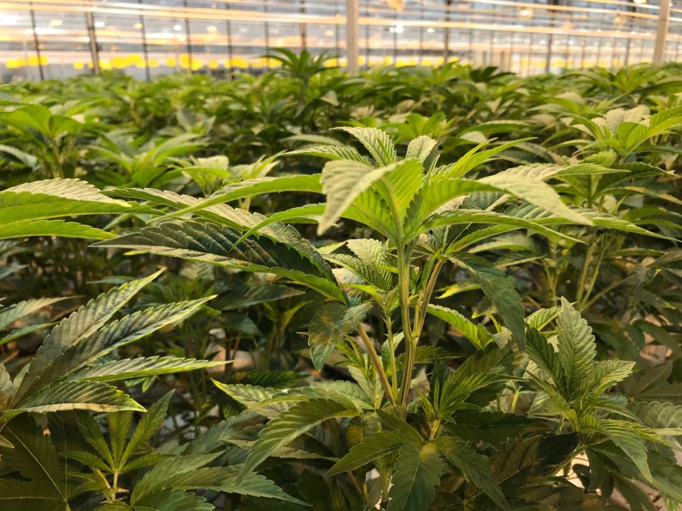 delta, bc pure sunfarms cannabis greenhouse