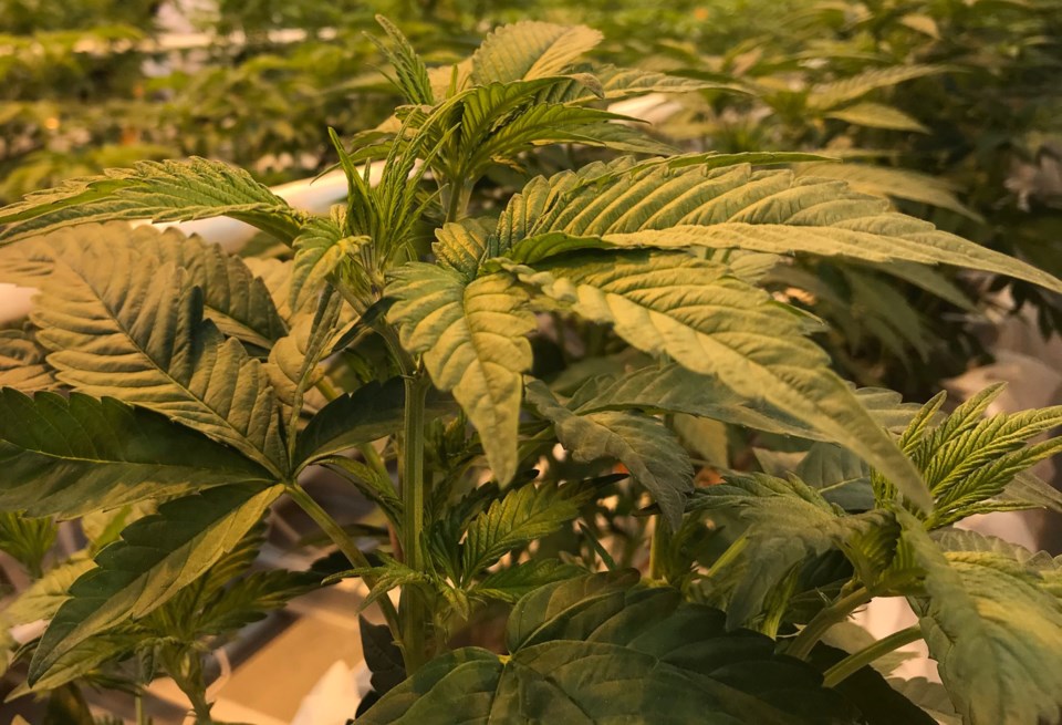 delta-bc-cannabis-greenhouse-producer